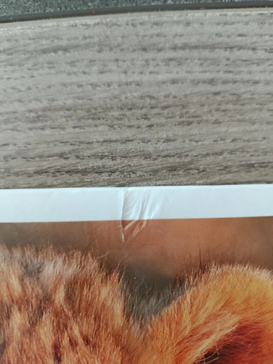 My First Animal Print - Wild Baby Animals - Auzou – photo 2
